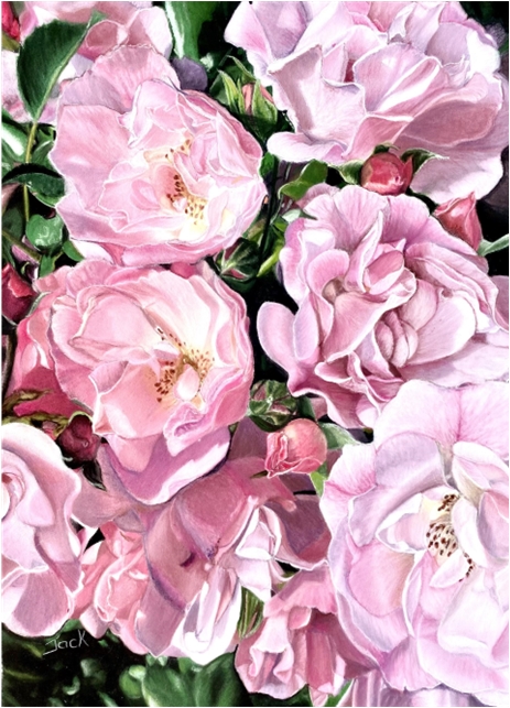 pink roses 